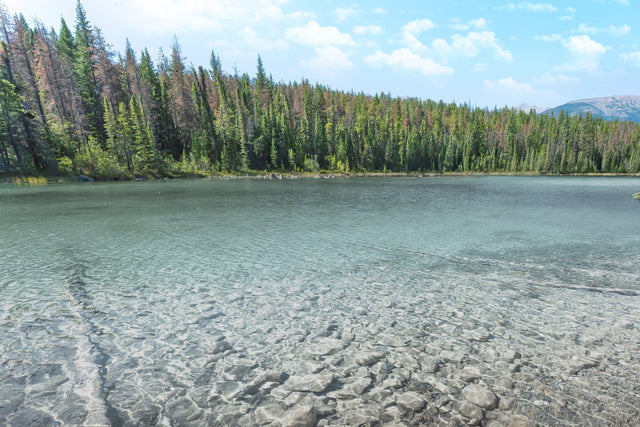 View of the wilderness through a polarised lens